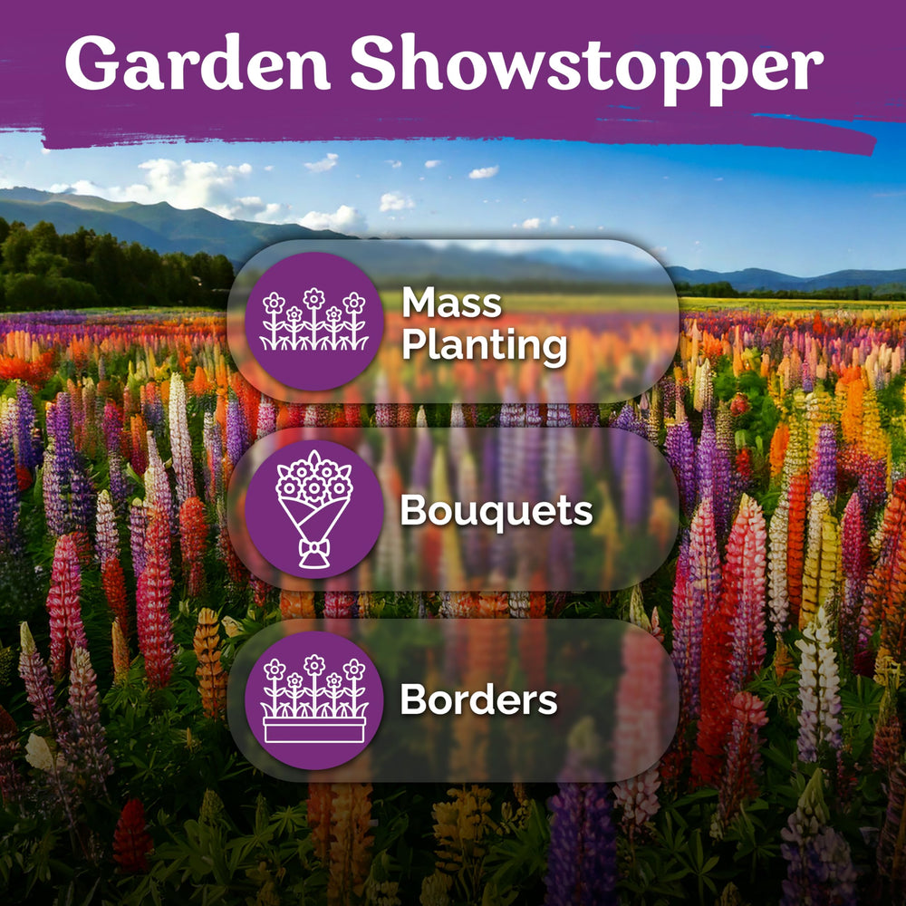 KVITER non-GMO neonic-free lupine seeds for sustainable gardening.