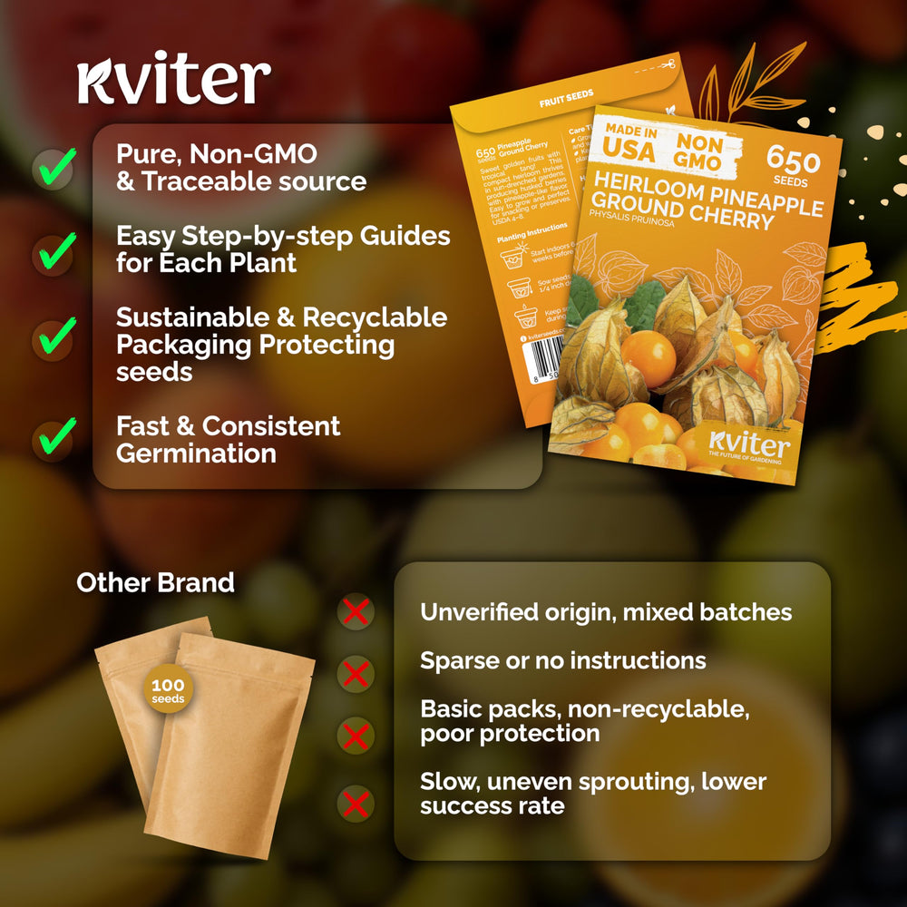 KVITER pineapple ground cherry fruit close-up, highlighting tropical sweetness