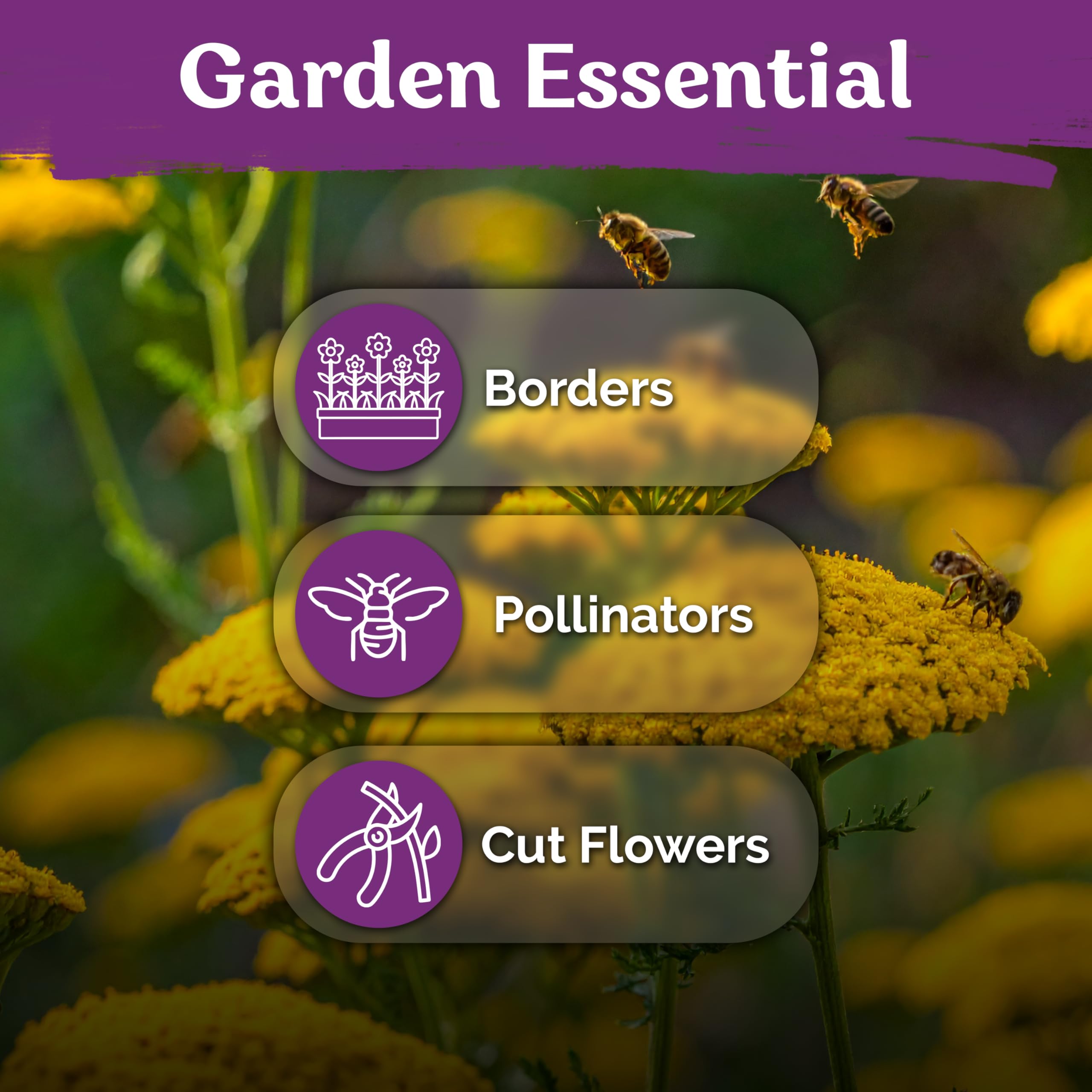 KVITER pollinator-friendly yarrow inviting butterflies and beneficial insects.