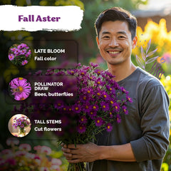 Purple aster bloom in garden adds late-season color