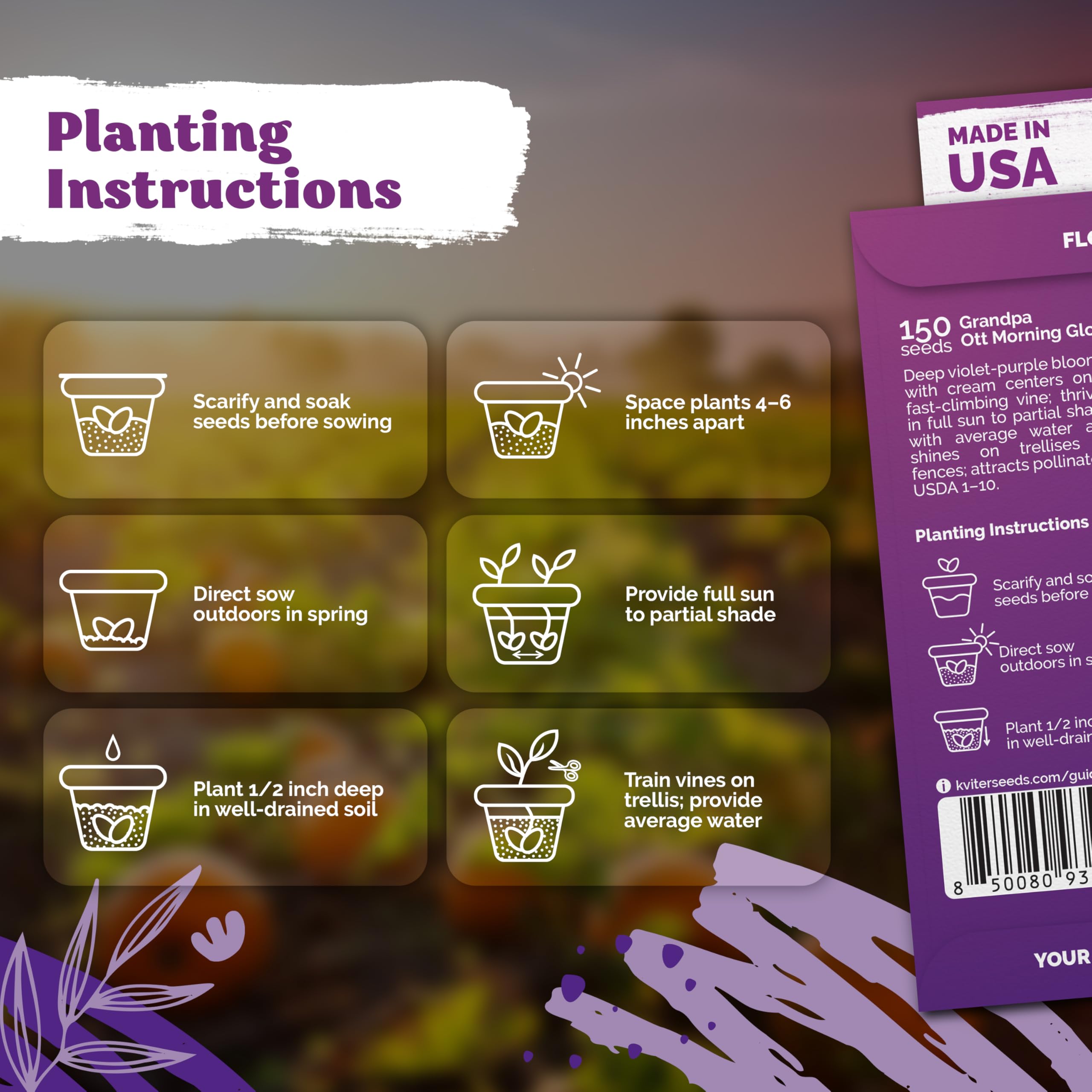 KVITER purple morning glory blooms with violet centers in sunny borders.