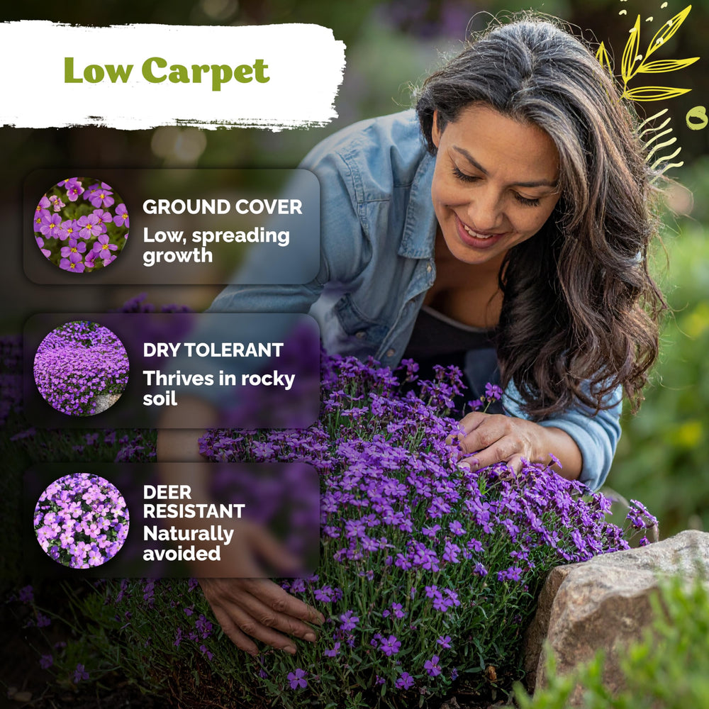KVITER purple bloom on stone walls enhances color.
