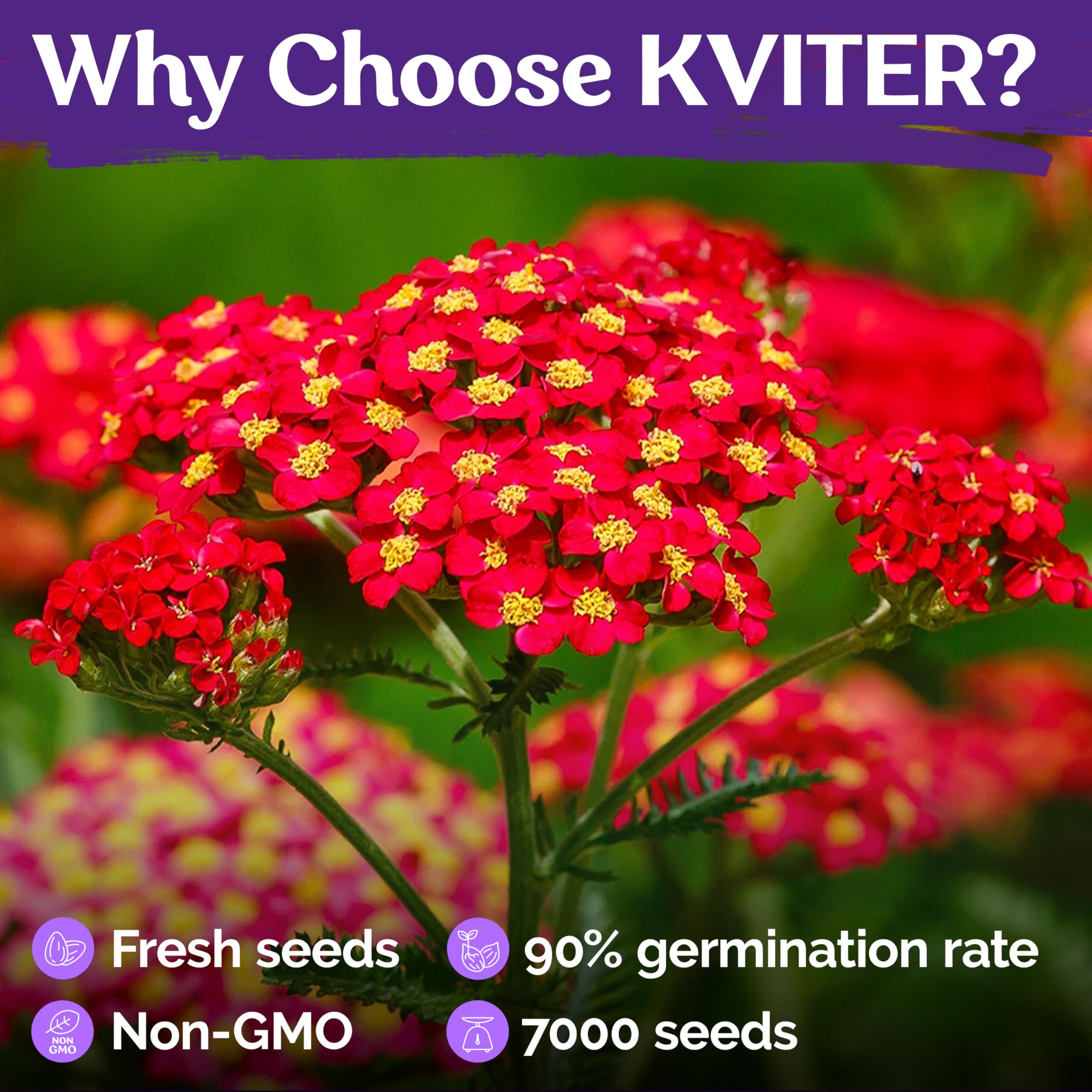 KVITER Yarrow blooms attract butterflies and beneficial insects.