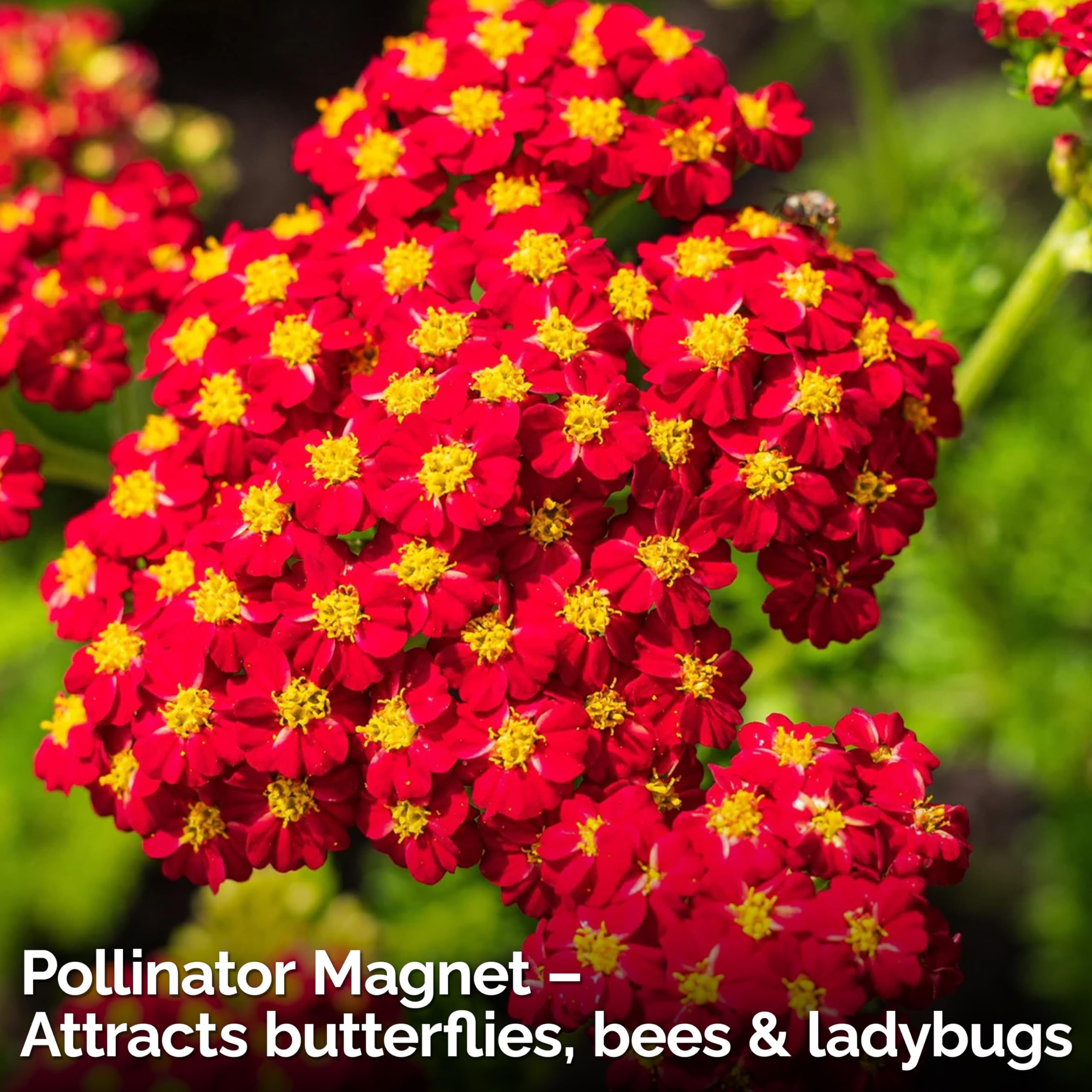KVITER Red Yarrow compact growth 2-3 ft stems in garden.