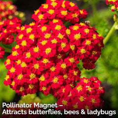 KVITER Red Yarrow compact growth 2-3 ft stems in garden.