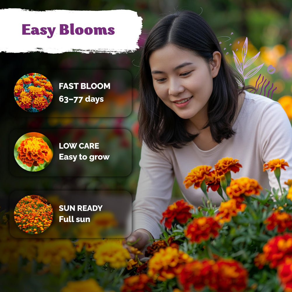 KVITER Sparky Mix compact French marigolds along a neat border.