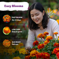 KVITER Sparky Mix compact French marigolds along a neat border.