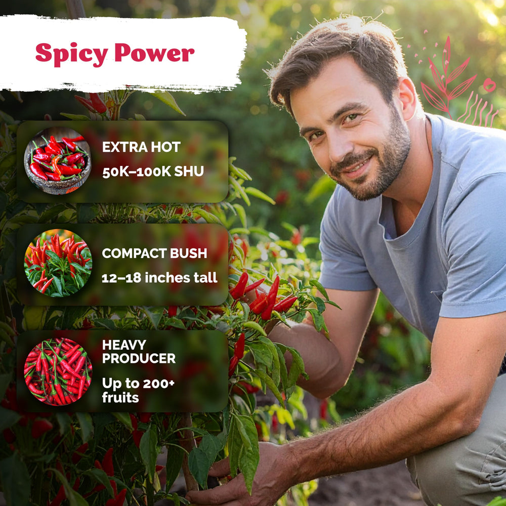 KVITER Thai chili peppers add fiery flavor to dishes.