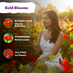 KVITER Tithonia vivid orange bloom full view adds bold border color.