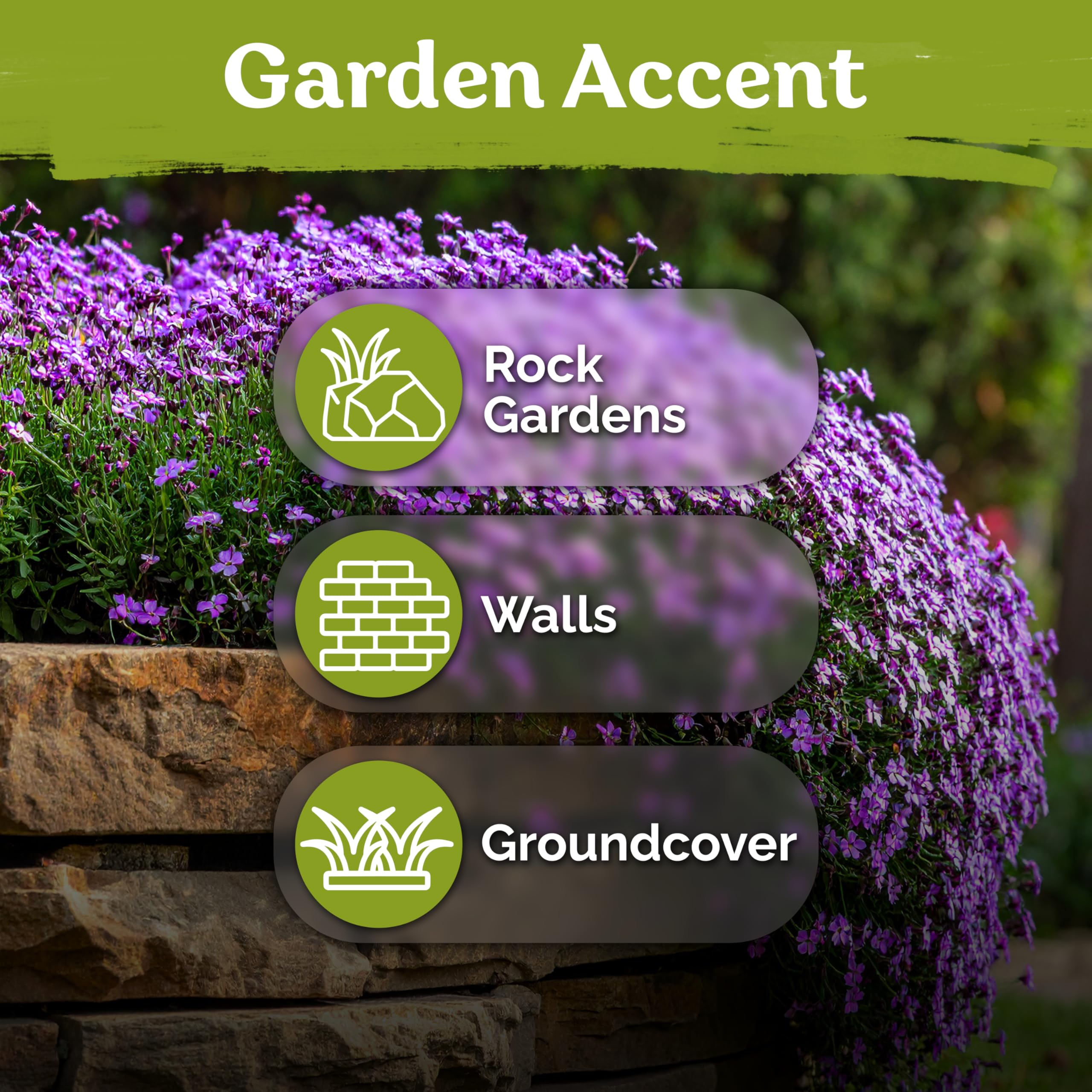 KVITER thrives in well-drained soil with dry periods.
