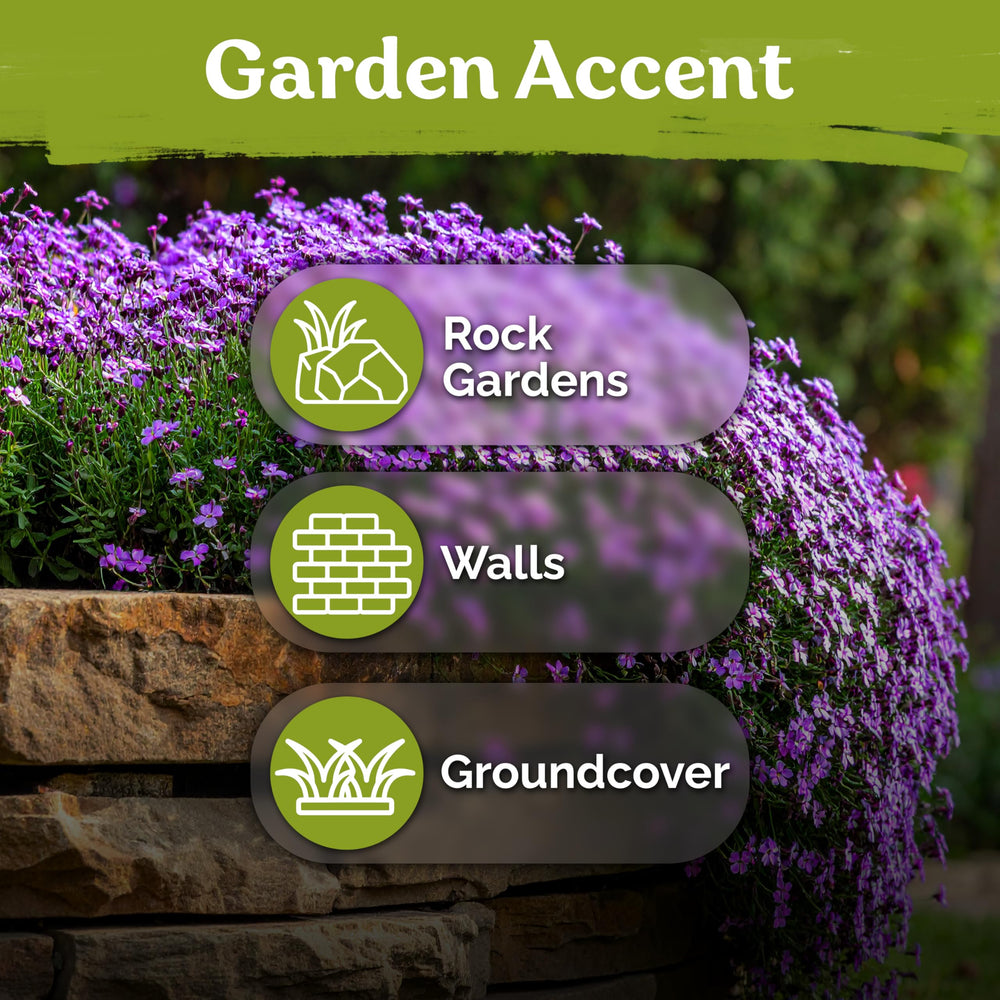 KVITER thrives in well-drained soil with dry periods.