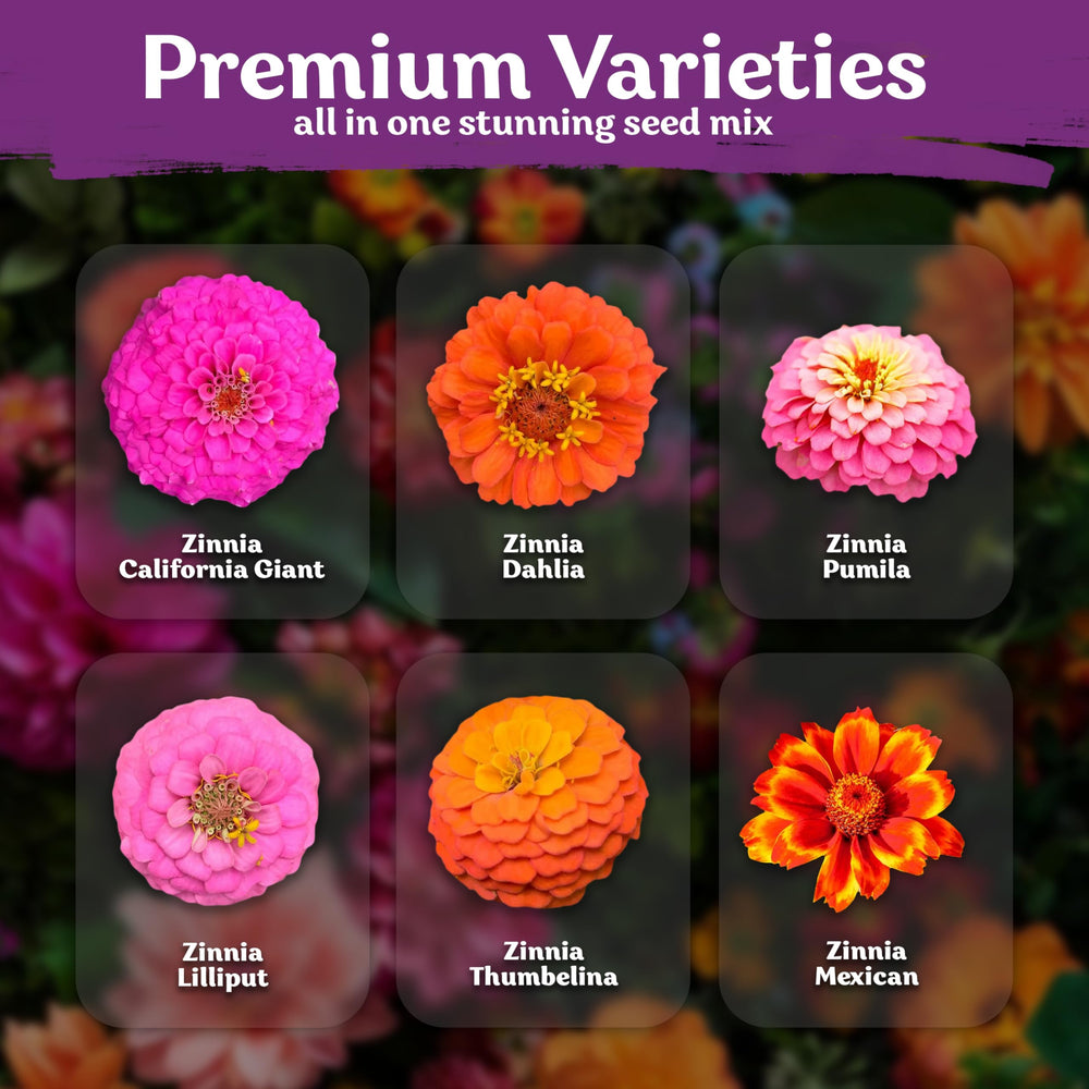 KVITER zinnia seeds attract pollinators, creating a lively garden corner.