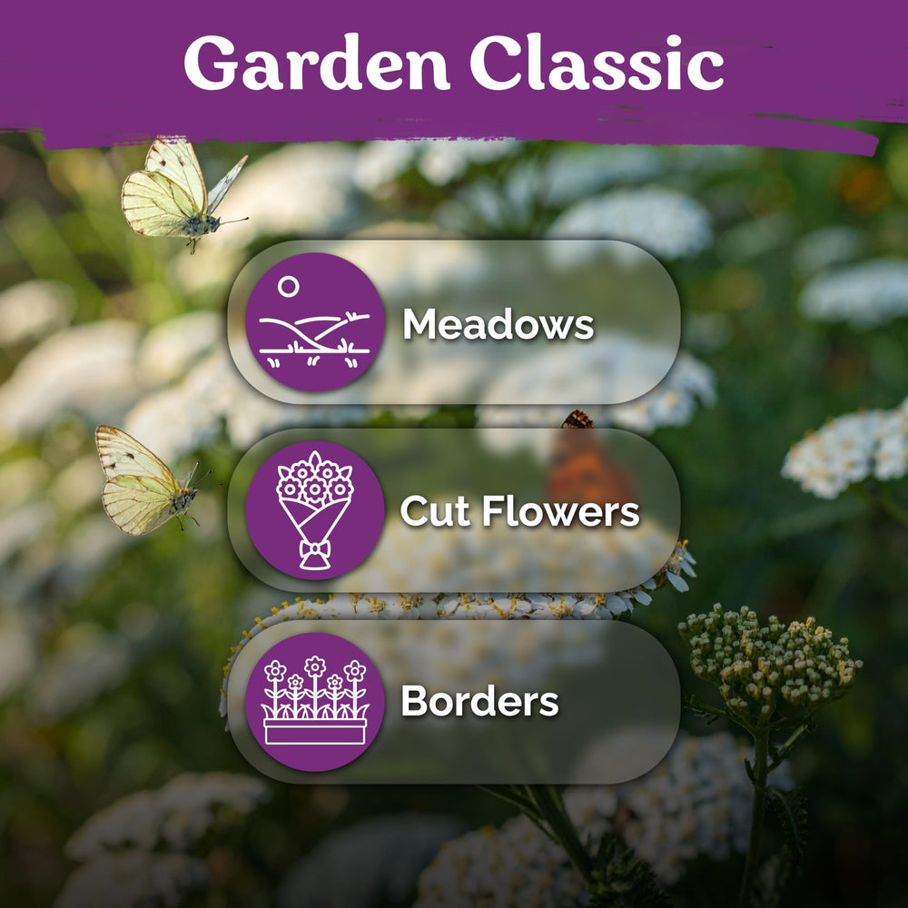 KVITER 7000 White Yarrow leaves show aromatic texture and drought tolerance.