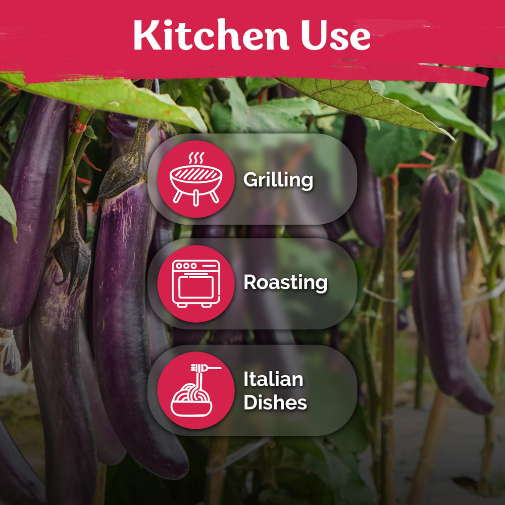 KVITER 175 container-friendly eggplant suitable for pots and raised beds