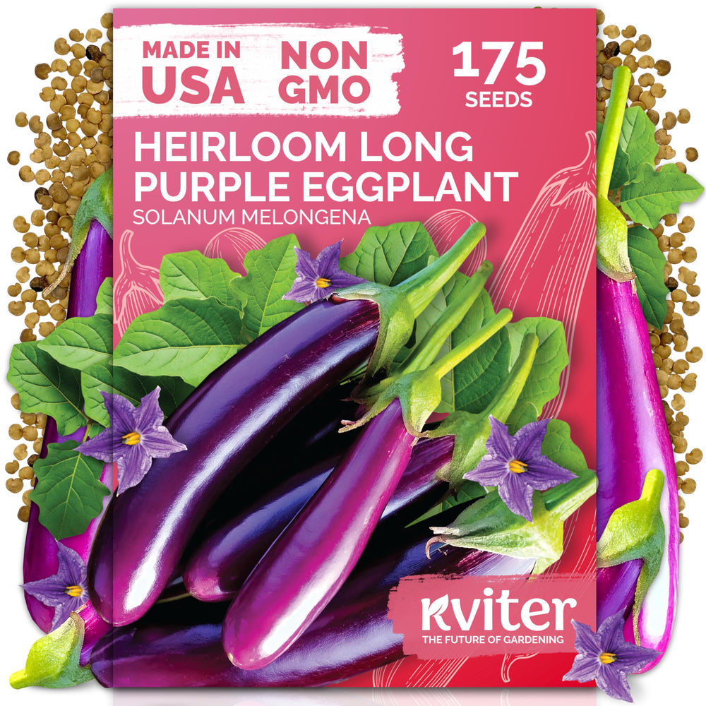 KVITER 175 long purple eggplant fruit ready for harvest, ideal for grilling