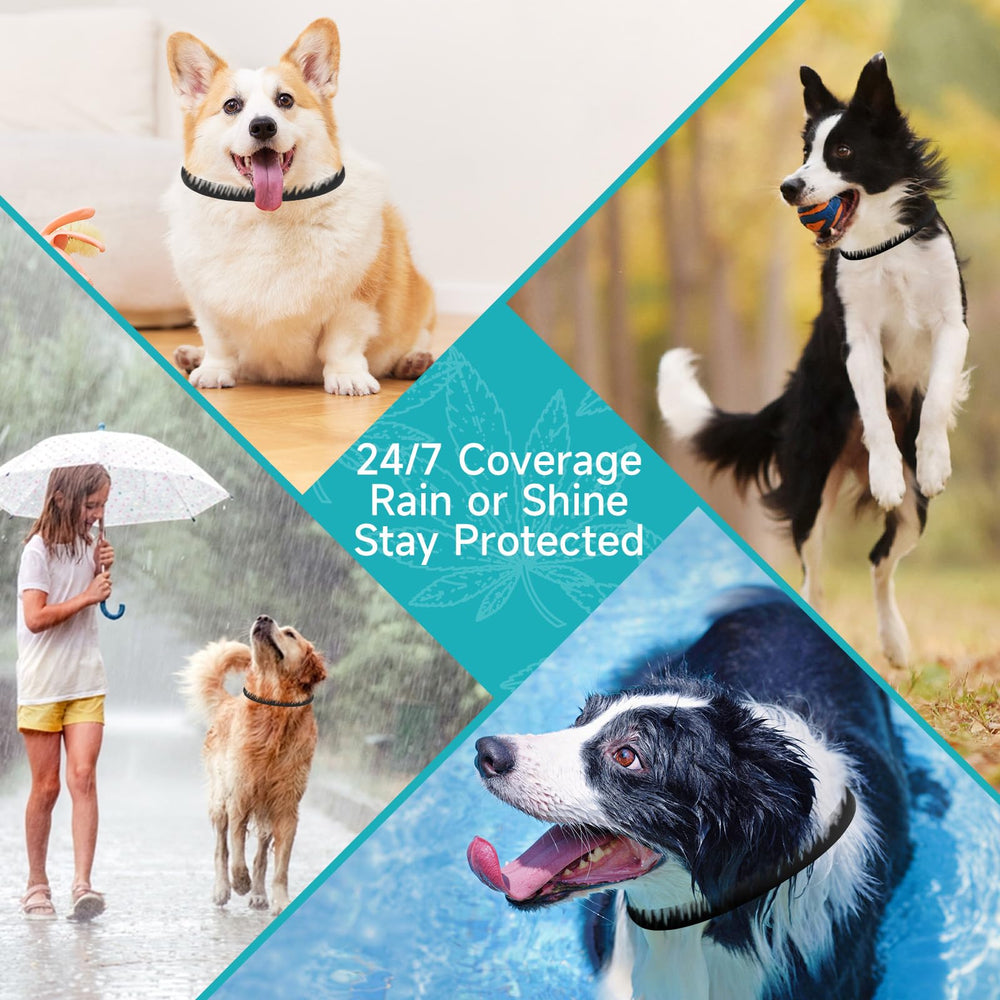 KYGNE dog collar worn during park stroll, supports all-day defense