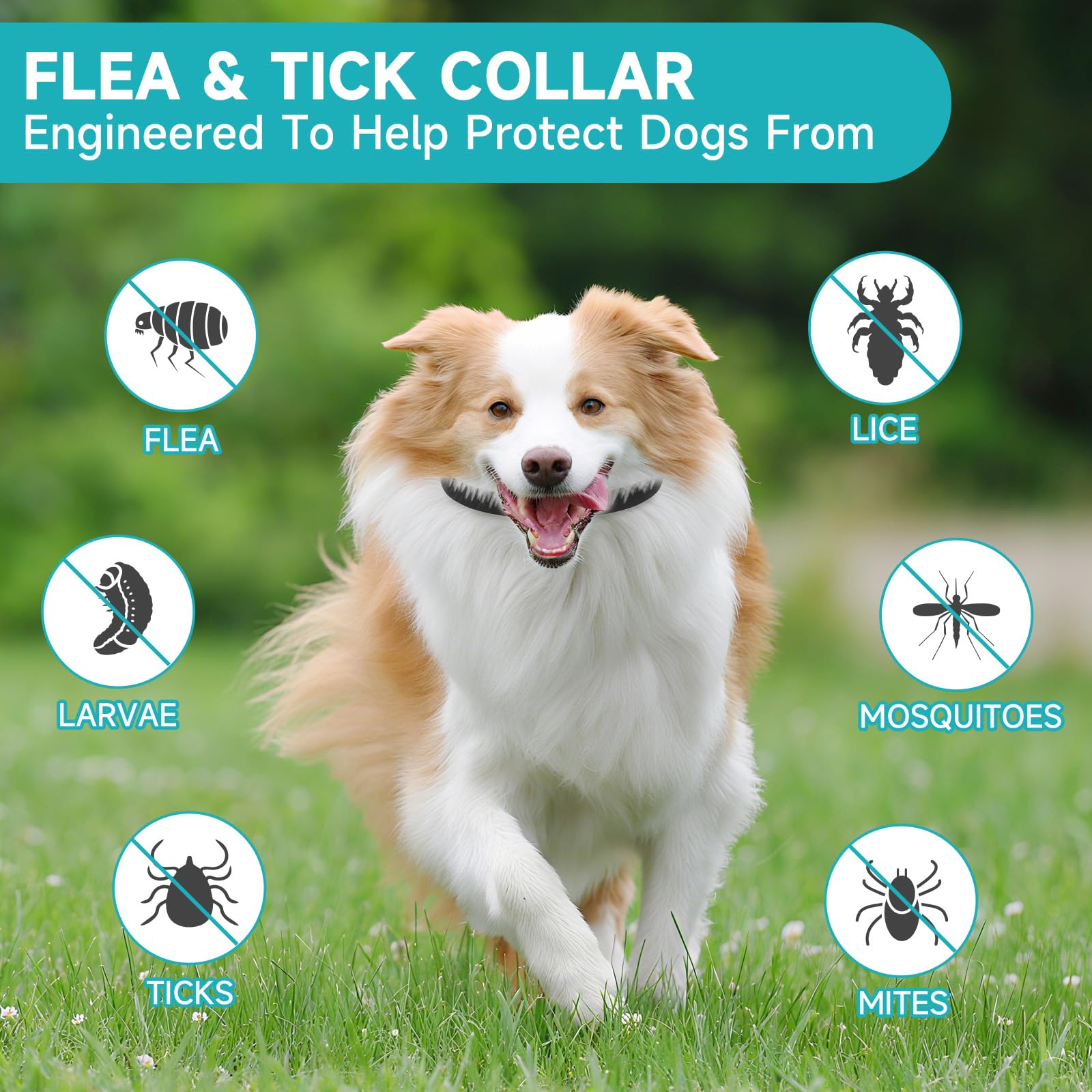KYGNE tick prevention dog collar in use during a hike, supports tick defense