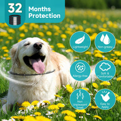 KYGNE waterproof dog collar worn in the rain, safe for swims and baths