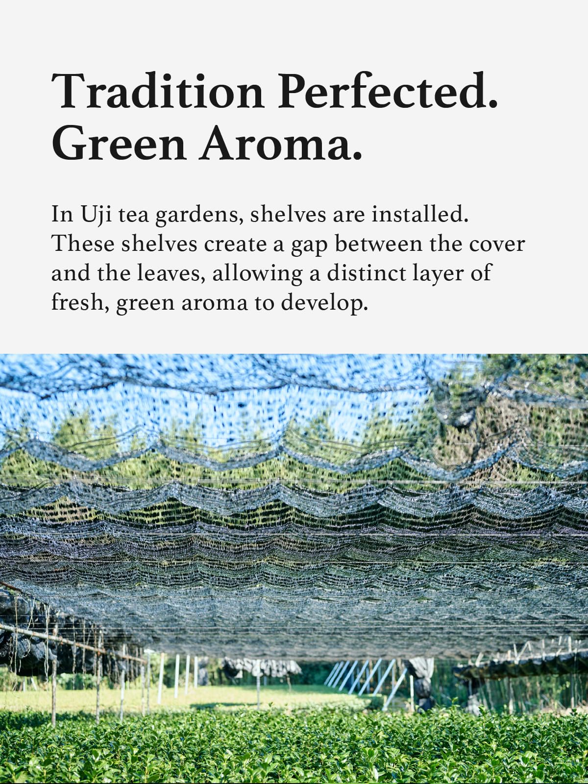 KYOHAYASHIYA Hojicha storage guide illustrates cool, dry place.