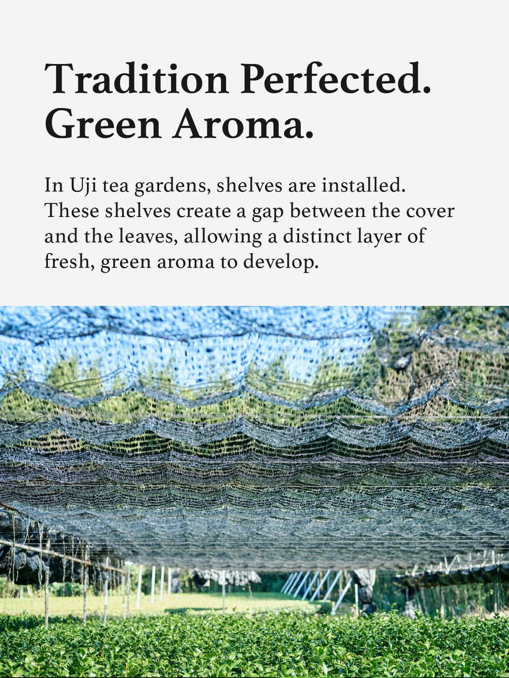 KYOHAYASHIYA Hojicha storage guide illustrates cool, dry place.