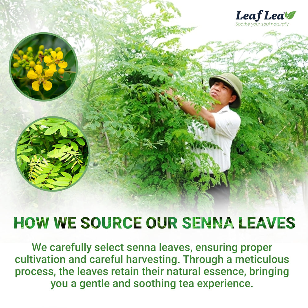 LeafLea 40 Senna tea bags in a kettle ready for infusion