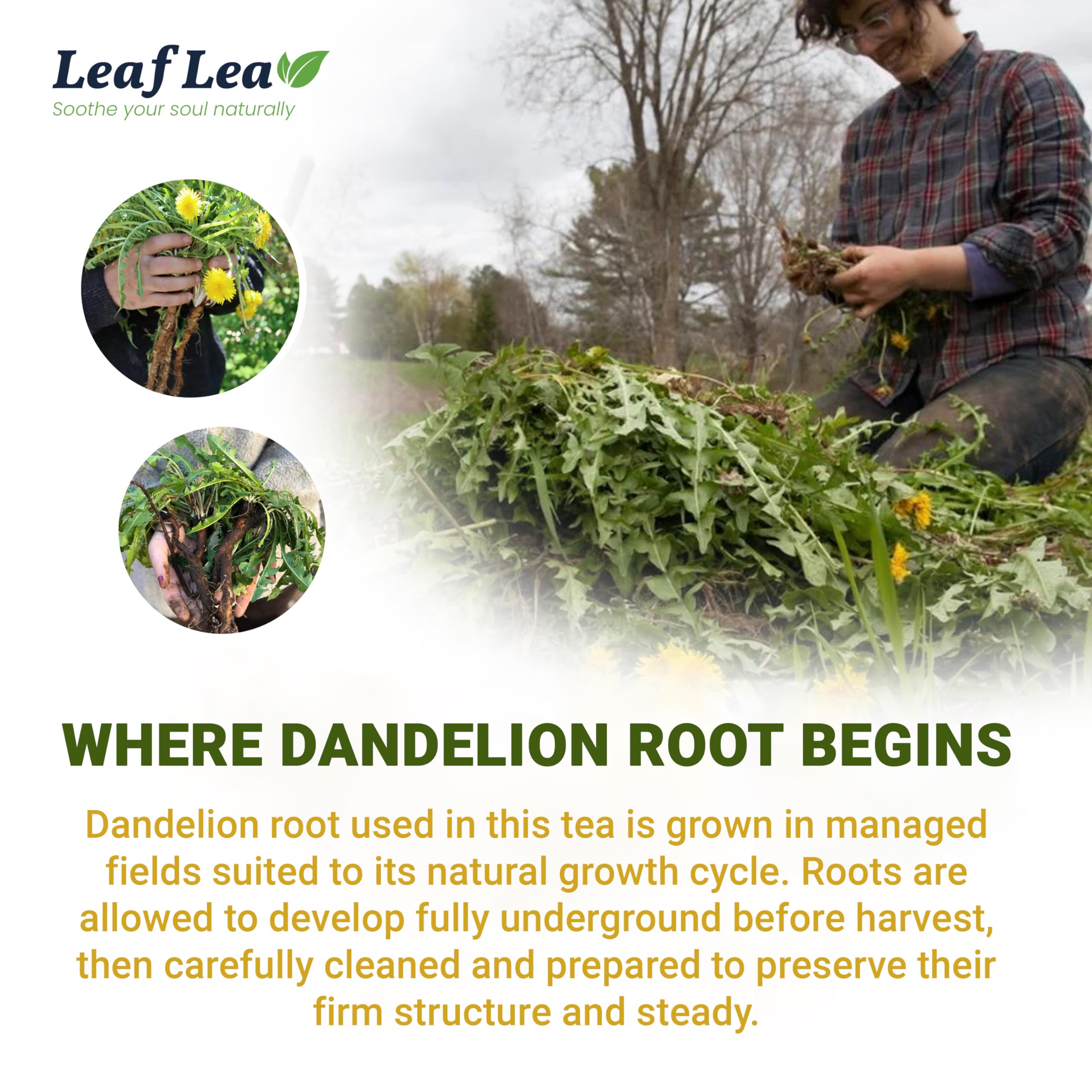 LeafLea Dandelion Root Tea Bags hot or iced ready for versatile enjoyment.