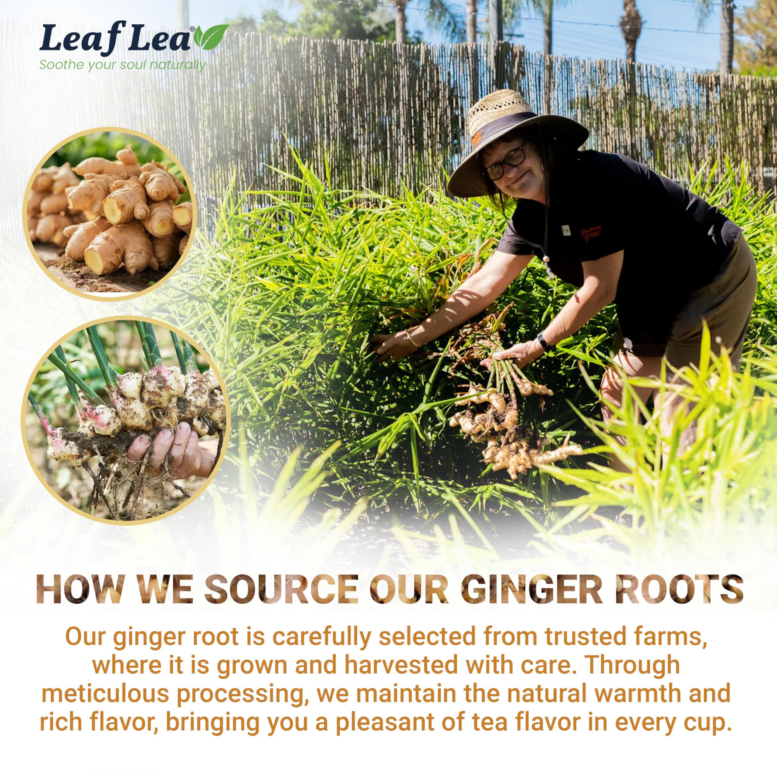 LeafLea Ginger Tea Bags individually wrapped for freshness.