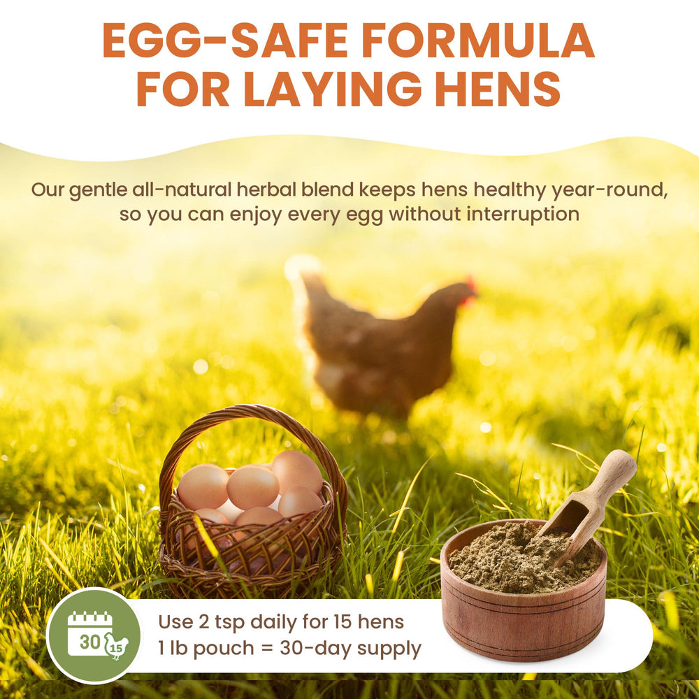 Lemant backyard flock hens ready to lay with herbal wormer support.