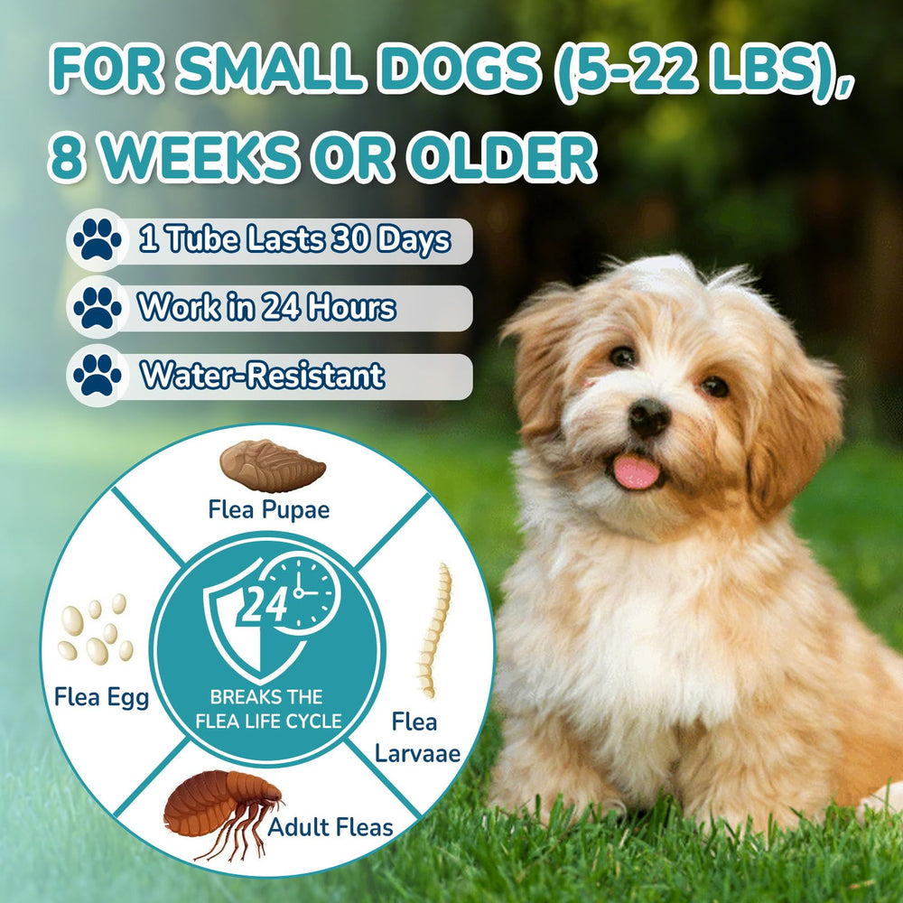 Lerqua water-resistant flea drops after rain for continued protection.