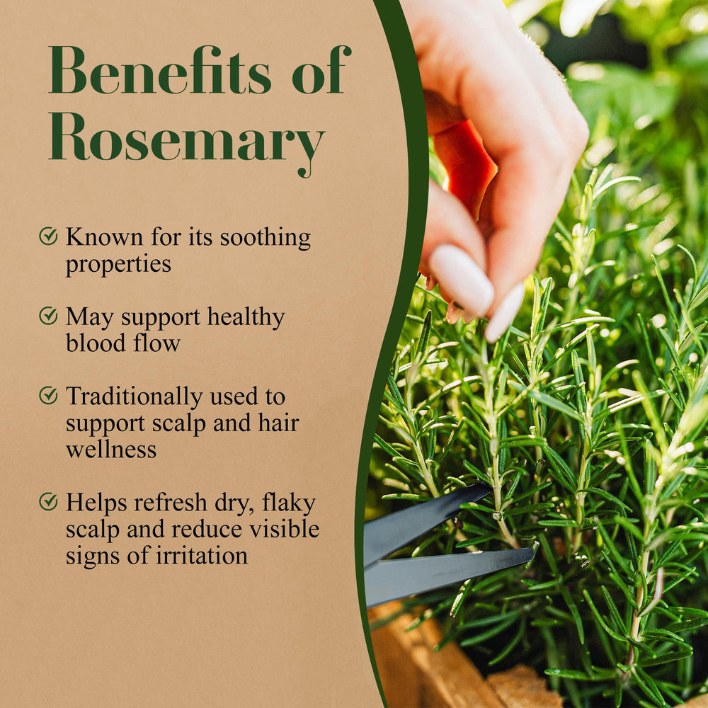 Lia Organics Rosemary aroma close-up captures natural botanical freshness.