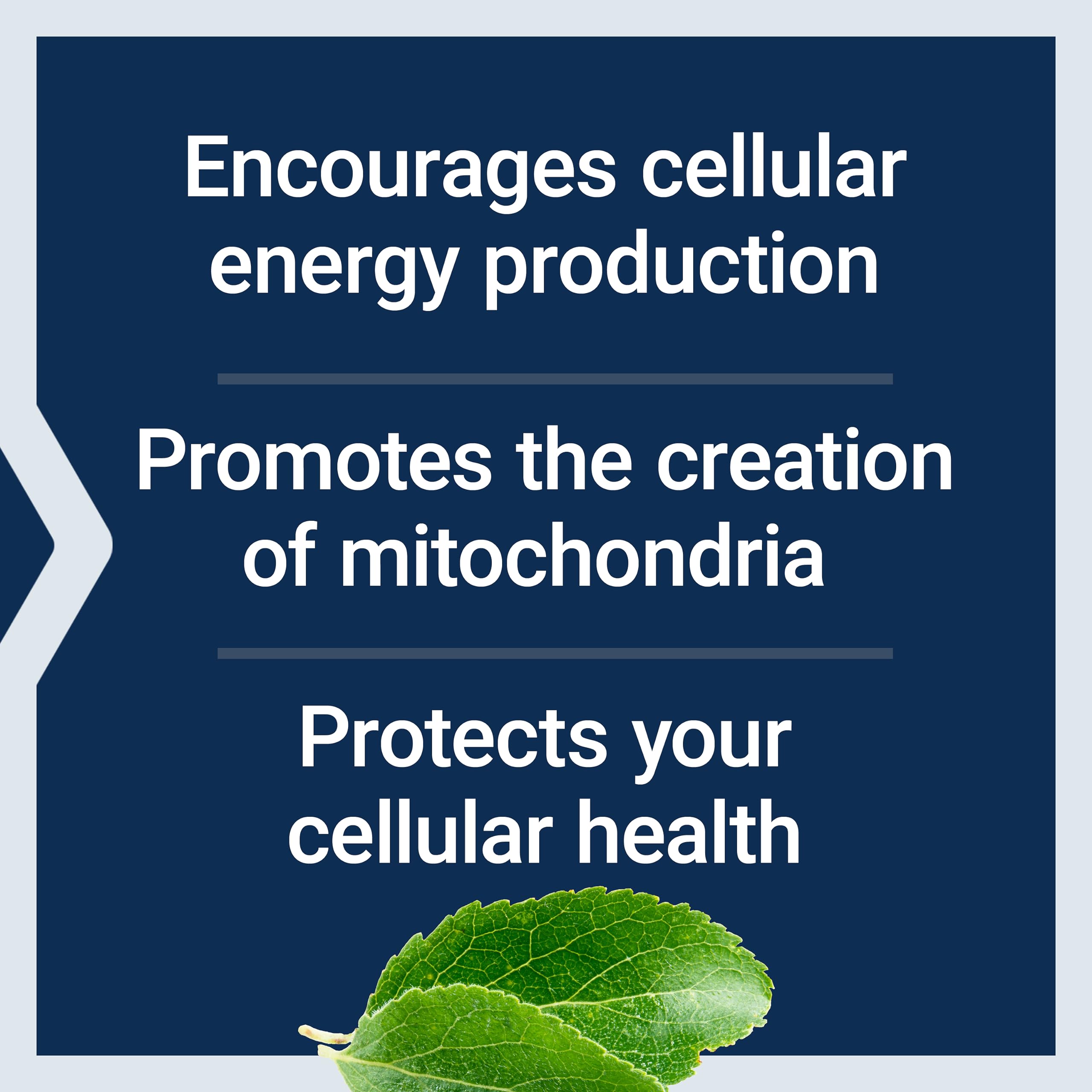 Life Extension Mitochondrial Energy Optimizer spoon-dispense ready to take with water