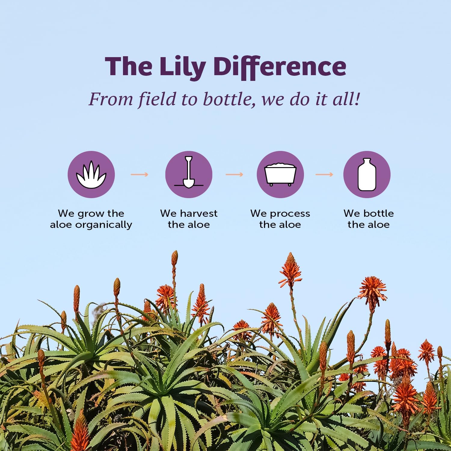 Lily of the Desert Stomach Formula bottle on a kitchen counter, supporting daily gut wellness