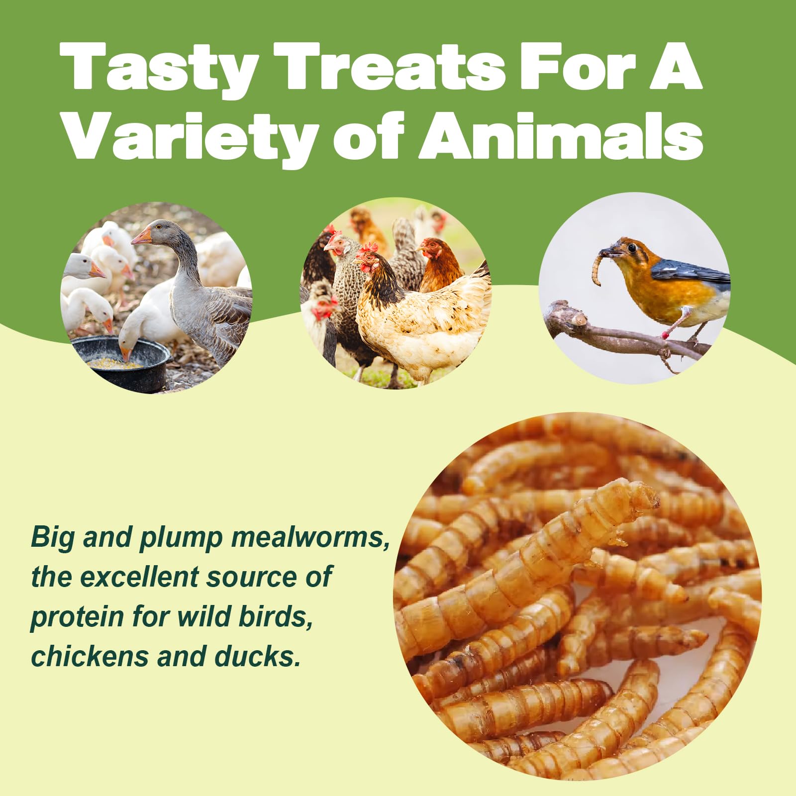 LIWII dried mealworms for hamsters—natural, non-GMO snack.