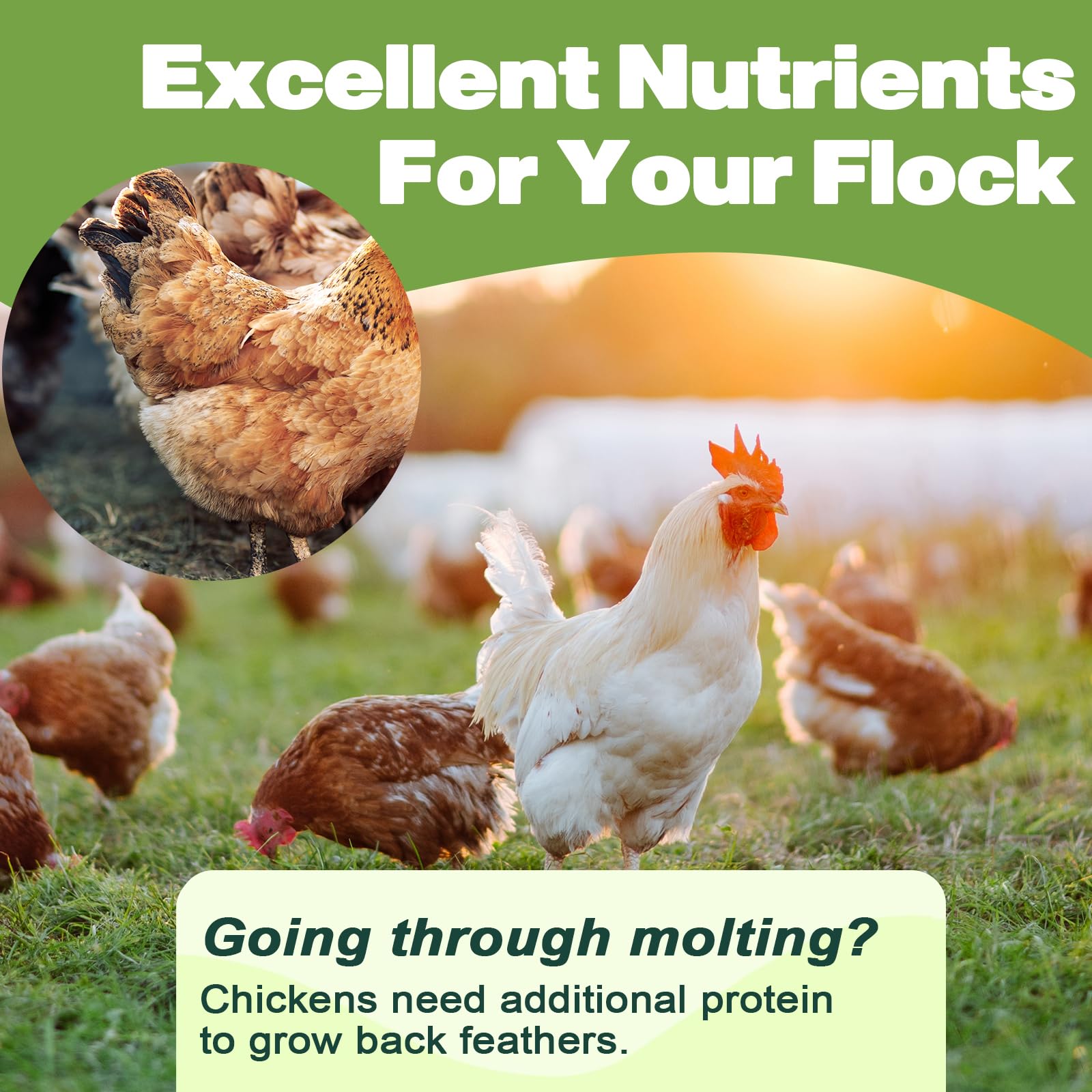 LIWII dried mealworms for reptiles—nutrient-dense feeding option.
