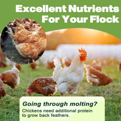 LIWII dried mealworms for reptiles—nutrient-dense feeding option.