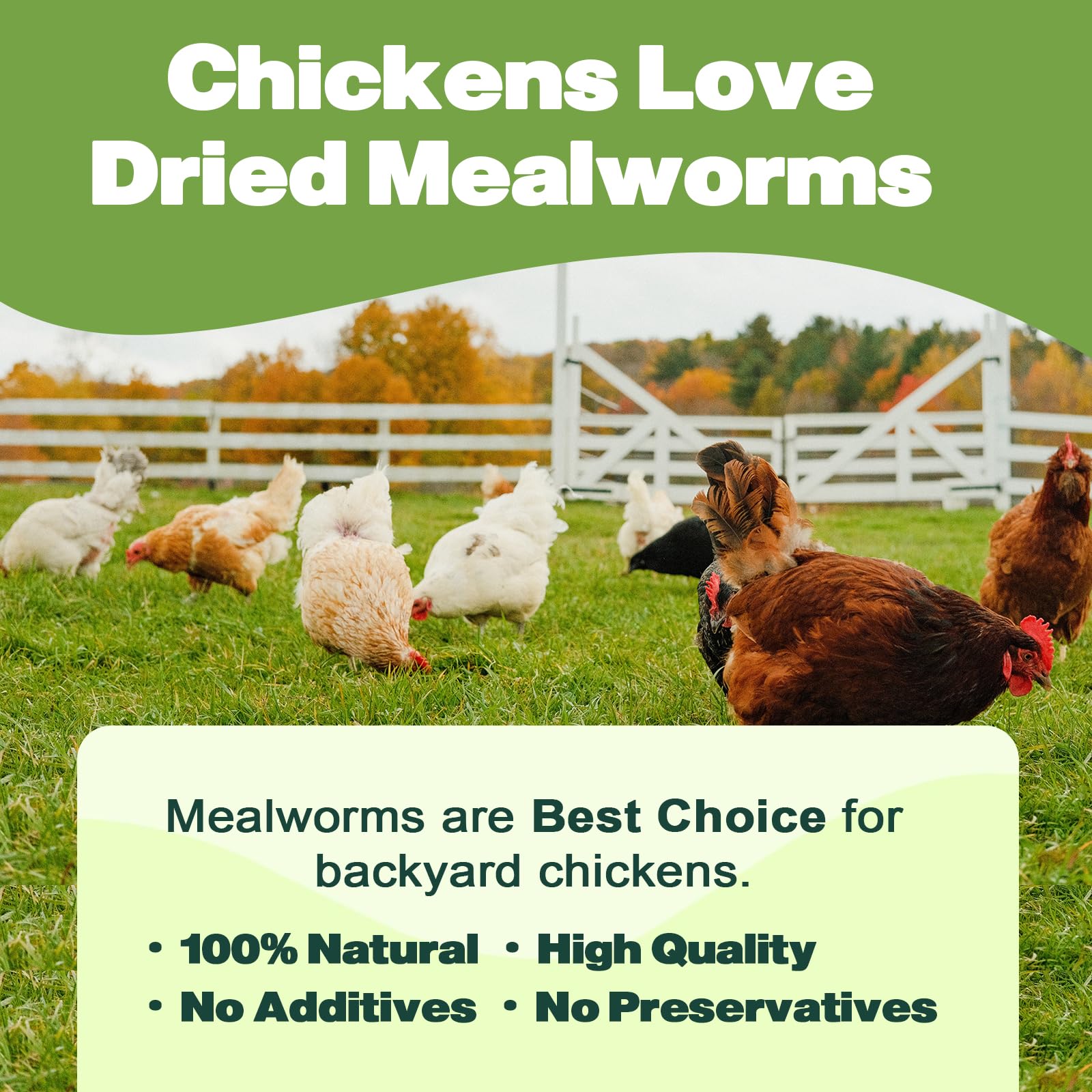 LIWII dried mealworms for turtles and lizards—daily protein source.