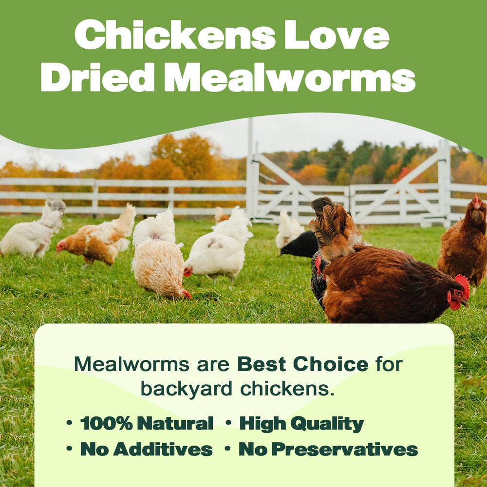 LIWII dried mealworms for turtles and lizards—daily protein source.
