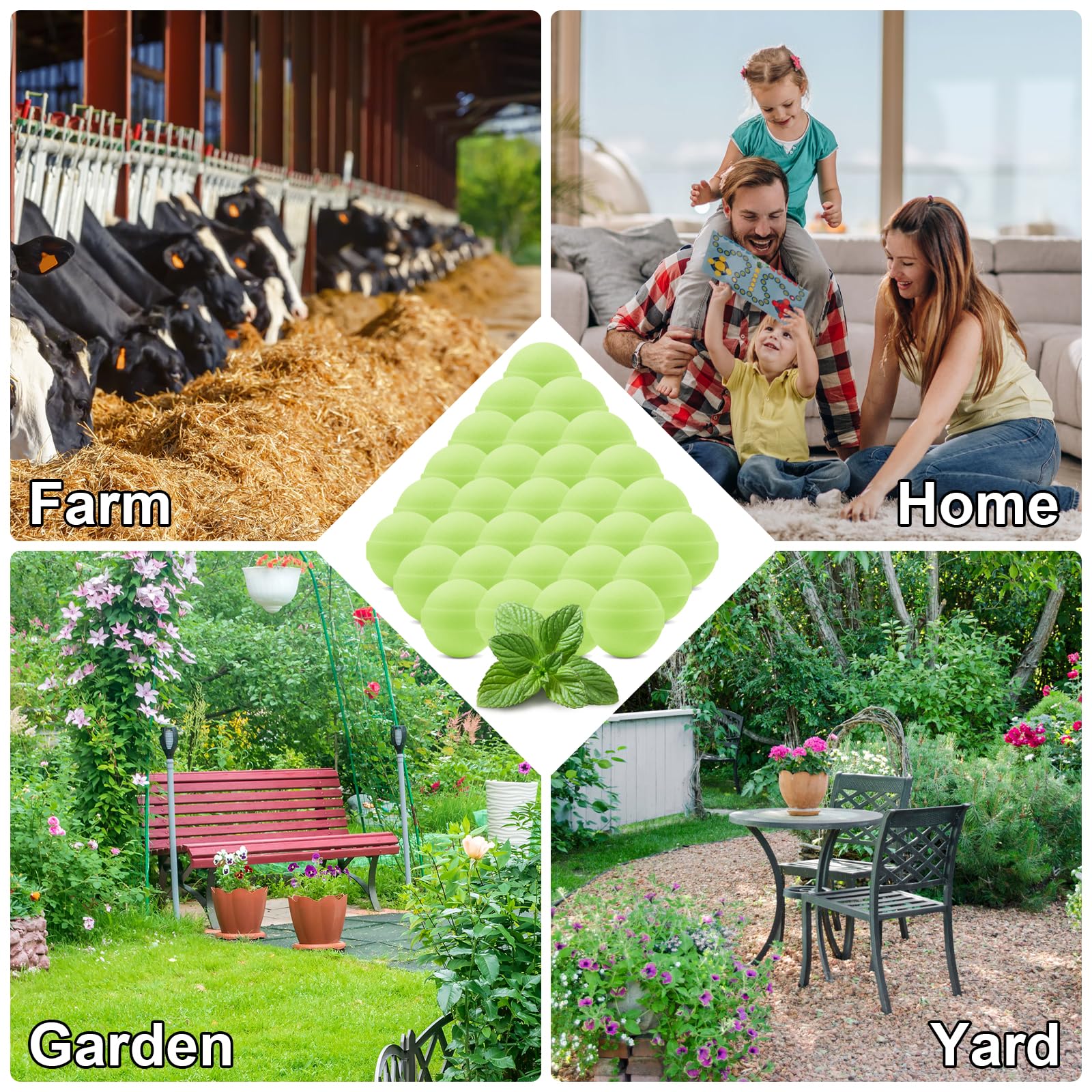 Lousye mint scent suits yards, lawns, and gardens.
