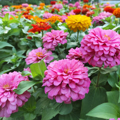 LUOJIBIE California Giant Zinnia seeds bulk for vibrant garden borders