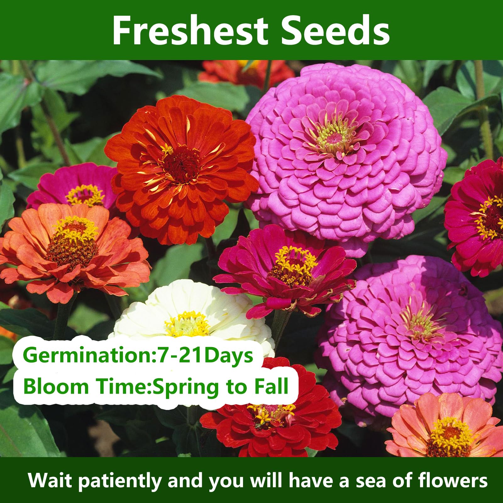 LUOJIBIE double zinnia flower bloom close-up showcases vivid petals