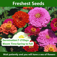 LUOJIBIE double zinnia flower bloom close-up showcases vivid petals