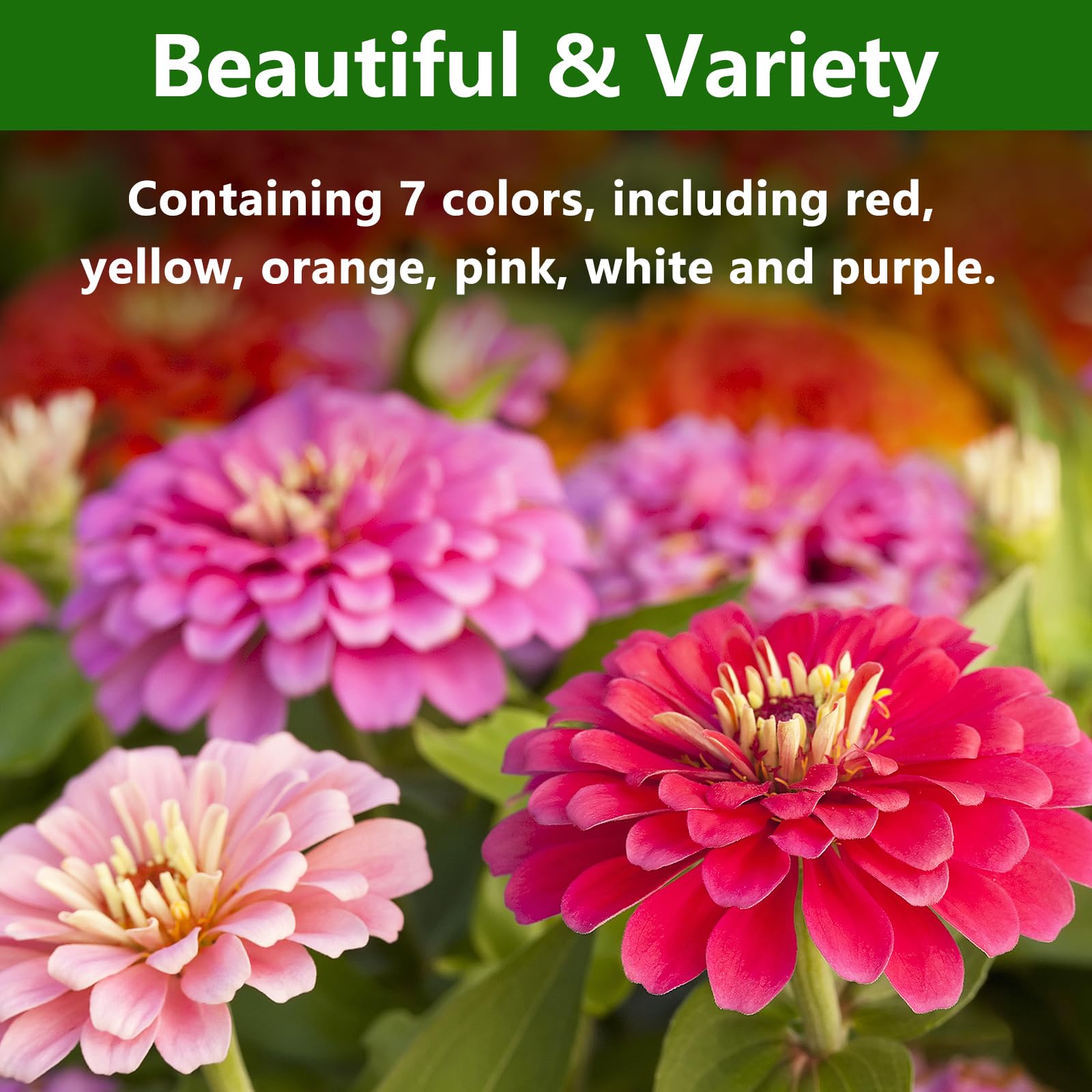 LUOJIBIE zinnia seeds germination test indicates quick sprouting