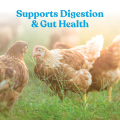 Manna Pro Hydro-Hen birds drinking water after mixing for hydration.