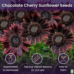 Marde Ross Chocolate Cherry sunflower seeds close up showing heirloom quality