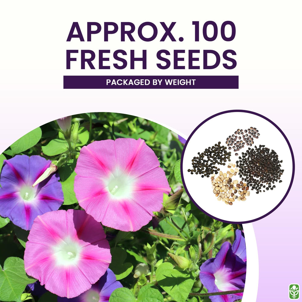 Marde Ross & Company climbing vine seeds black-eyed-susan-vine add vivid height