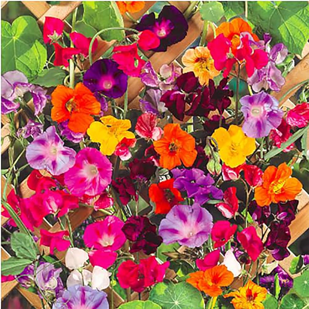 Marde Ross & Company climbing vine seeds morning glory mix bloom along the fence for color