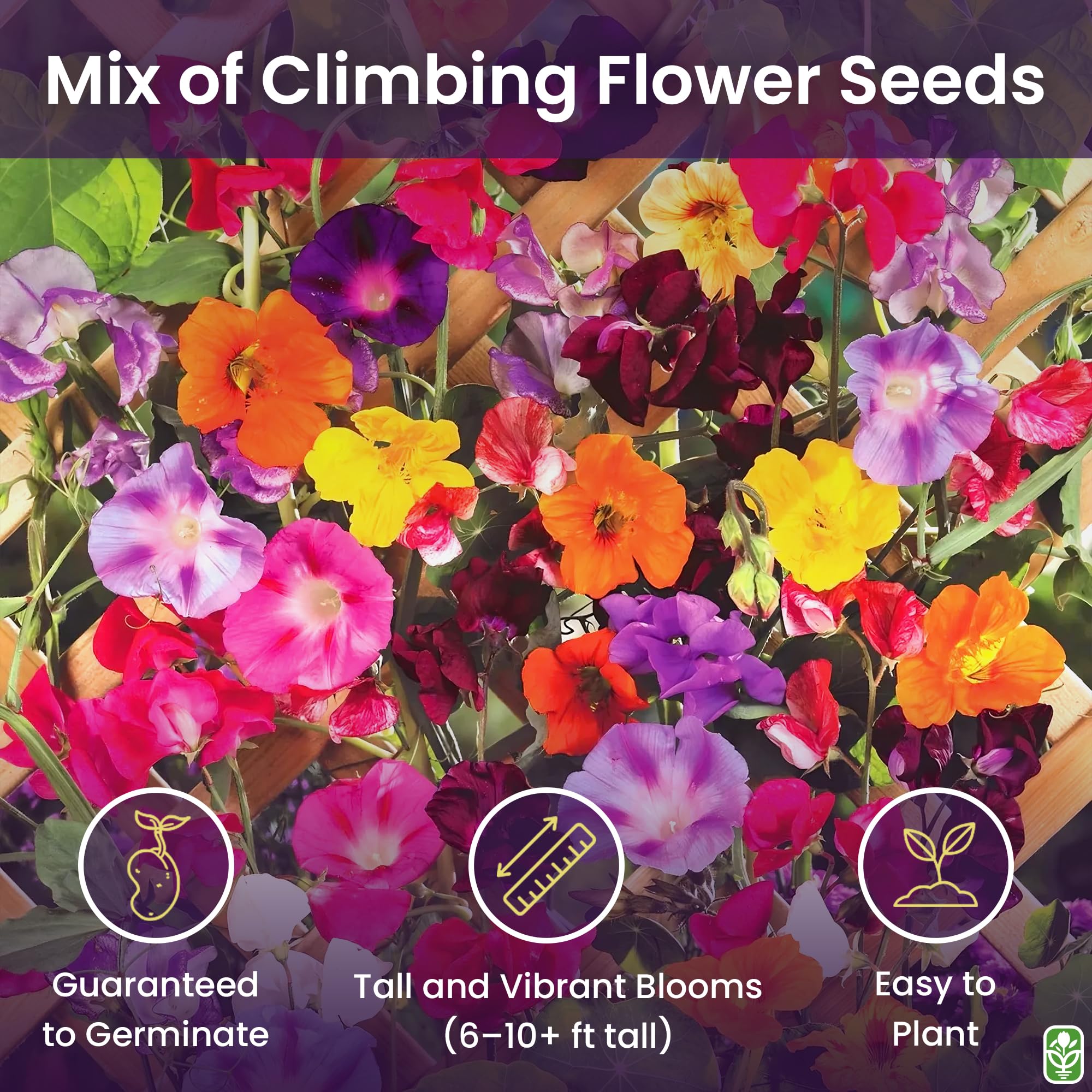 Marde Ross & Company climbing vine seeds nasturtium mix brighten beds and containers