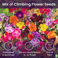 Marde Ross & Company climbing vine seeds nasturtium mix brighten beds and containers