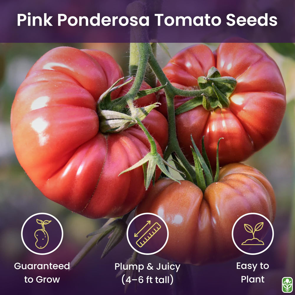 Pink Ponderosa indoor germination seed tray shows start-ready seeds from Marde Ross & Company