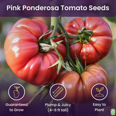 Pink Ponderosa indoor germination seed tray shows start-ready seeds from Marde Ross & Company